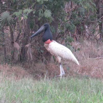 image of jabiru-bato-jabiru-mycteria