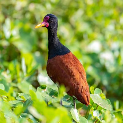image of wattled-jacana-gallaretta-jacana-jacana