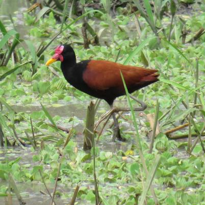 image of wattled-jacana-gallaretta-jacana-jacana