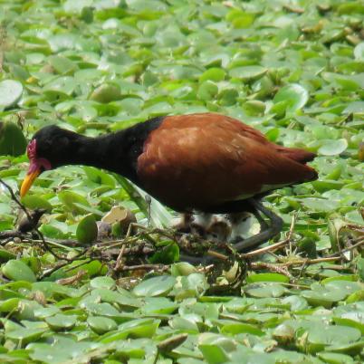 image of wattled-jacana-gallaretta-jacana-jacana