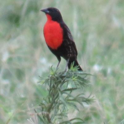 image of pin-pin-pecho-rojo-strunella-superciliaris