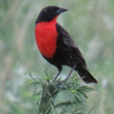 image of pin-pin-pecho-rojo-strunella-superciliaris
