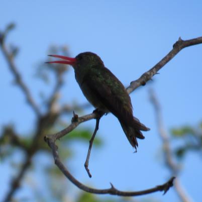 image of glittering-bellied-emerald-picaflor-comun-chlorostilbon-aureoventris
