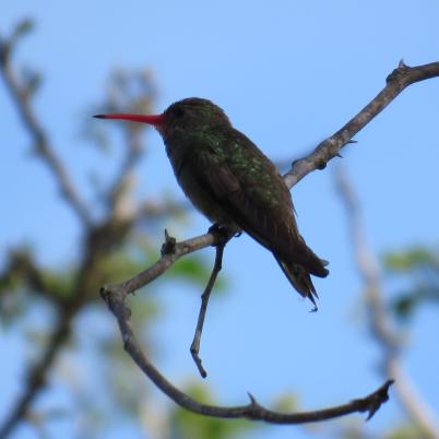 image of glittering-bellied-emerald-picaflor-comun-chlorostilbon-aureoventris