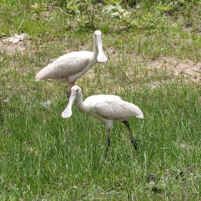 image of roseate-spoonbill-garza-morena-ajaia-ajaja