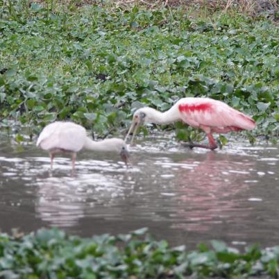image of roseate-spoonbill-garza-morena-ajaia-ajaja