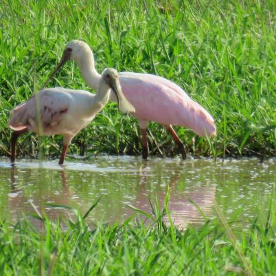 image of roseate-spoonbill-garza-morena-ajaia-ajaja