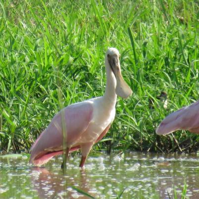 image of roseate-spoonbill-garza-morena-ajaia-ajaja