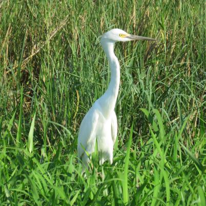 image of snowy-egret-garcita-blanca-chica-egretta-thula