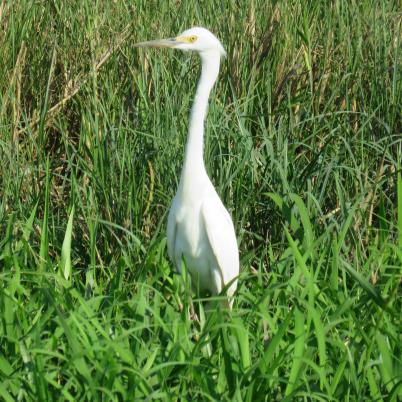 image of snowy-egret-garcita-blanca-chica-egretta-thula