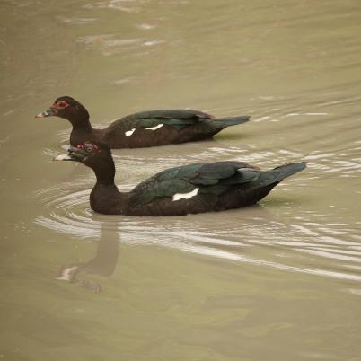 image of muscovy-duck-cairina-moschata