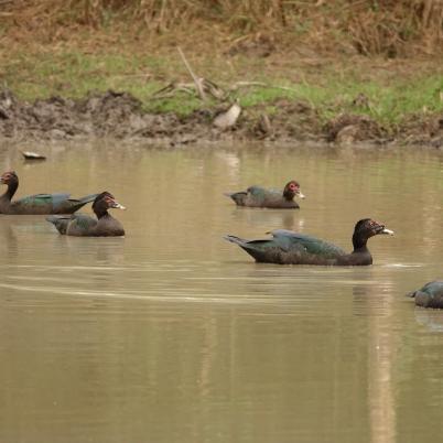 image of muscovy-duck-cairina-moschata