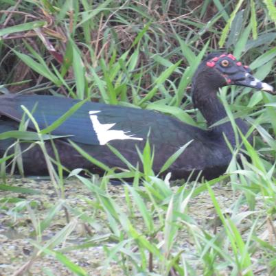 image of muscovy-duck-cairina-moschata