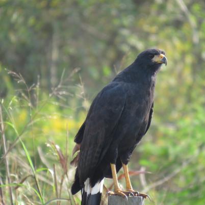 image of great-black-hawk-aguila-negra-buteogallus-urubitinga