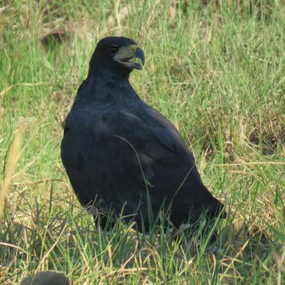 image of great-black-hawk-aguila-negra-buteogallus-urubitinga