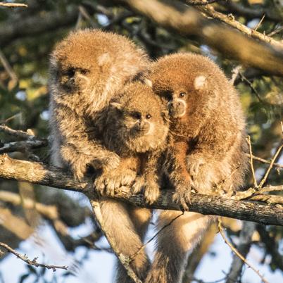 image of white-eared-titimono-titi-callicebus-donacophilus