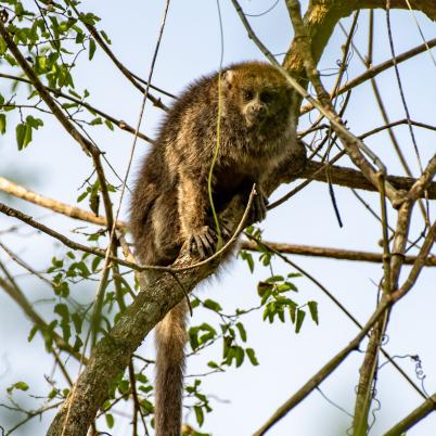 image of white-eared-titimono-titi-callicebus-donacophilus