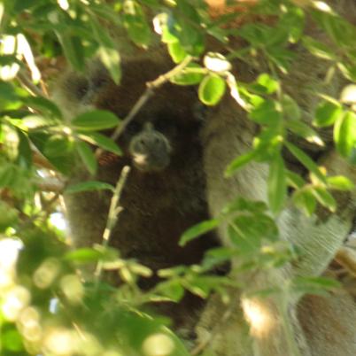 image of white-eared-titimono-titi-callicebus-donacophilus