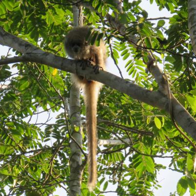 image of white-eared-titimono-titi-callicebus-donacophilus
