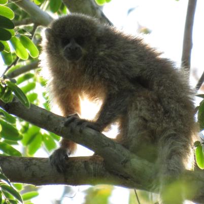 image of white-eared-titimono-titi-callicebus-donacophilus