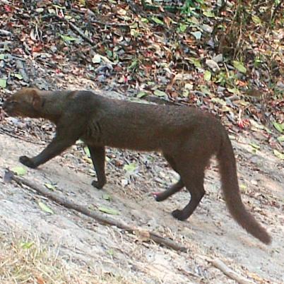 image of jaguarundi-gato-gris