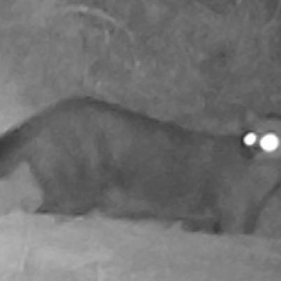 image of jaguarundi-gato-gris