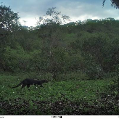 image of jaguarundi-gato-gris