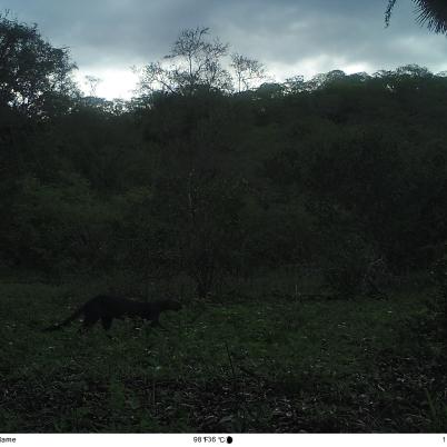image of jaguarundi-gato-gris