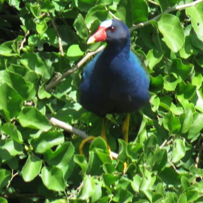 image of purple-gallinue-gallareta-azul-porphyrio-martinica