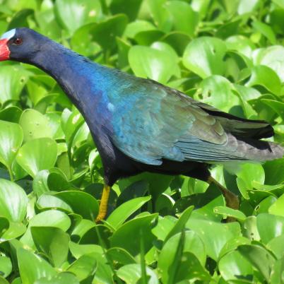 image of purple-gallinue-gallareta-azul-porphyrio-martinica
