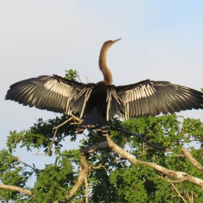 image of anhinga-pato-vibora-anhinga-anhinga
