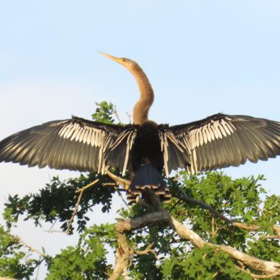 image of anhinga-pato-vibora-anhinga-anhinga