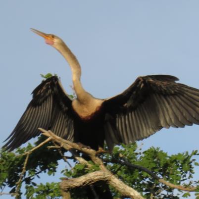 image of anhinga-pato-vibora-anhinga-anhinga