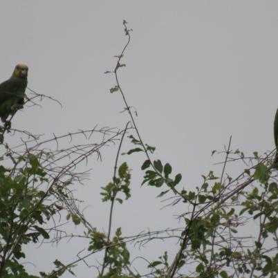 image of blue-fronted-parrot-loro-hablador-amazona-aestiva