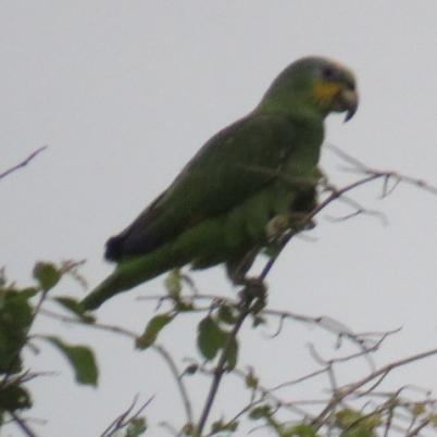 image of blue-fronted-parrot-loro-hablador-amazona-aestiva