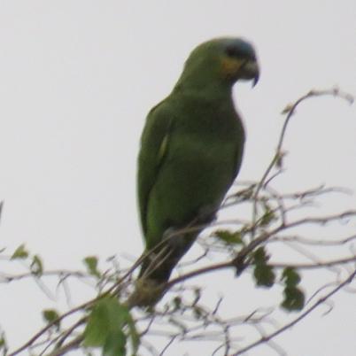 image of blue-fronted-parrot-loro-hablador-amazona-aestiva