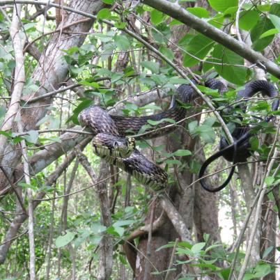 image of yellow-rat-snake-serpiente-tigre-spilotes-pullatus