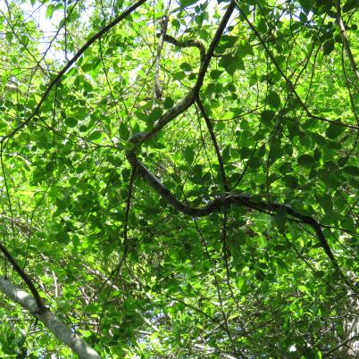 image of yellow-rat-snake-serpiente-tigre-spilotes-pullatus