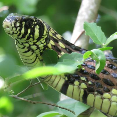 image of yellow-rat-snake-serpiente-tigre-spilotes-pullatus