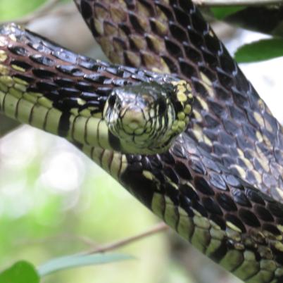 image of yellow-rat-snake-serpiente-tigre-spilotes-pullatus