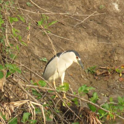 image of black-crowned-night-heron-huaco-nycticorax-nycticorax