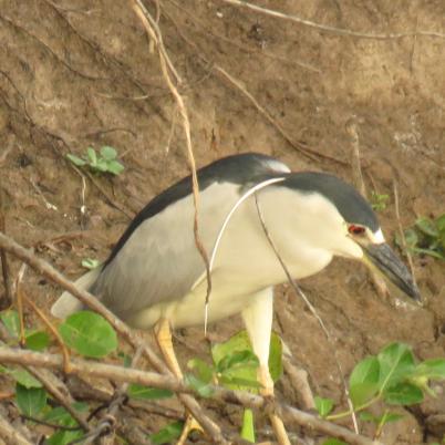 image of black-crowned-night-heron-huaco-nycticorax-nycticorax