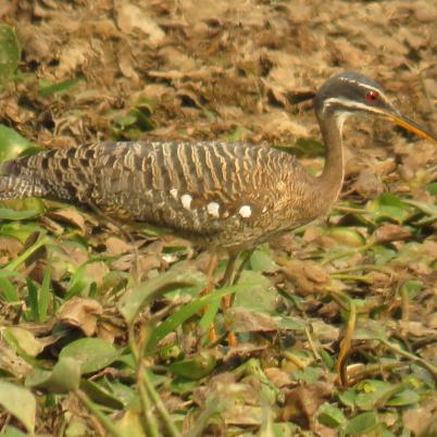 image of sunbittern-tigana-eurypyga-helias