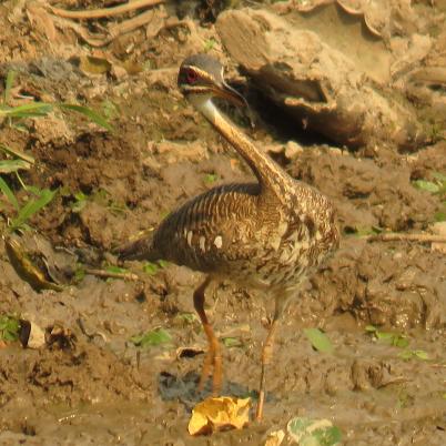 image of sunbittern-tigana-eurypyga-helias