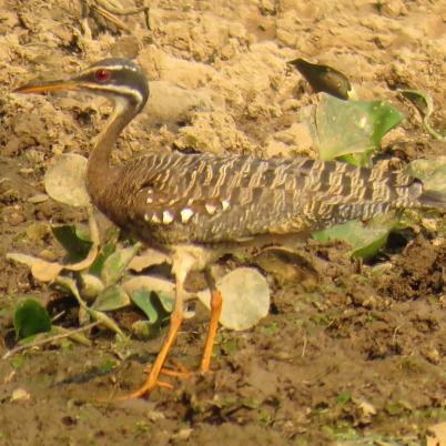 image of sunbittern-tigana-eurypyga-helias