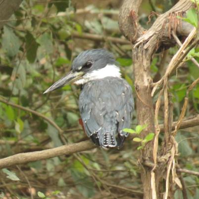 image of ringed-kingfisher-martin-pescador-gigante-megaceryle-torquata