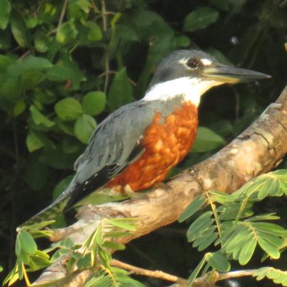 image of ringed-kingfisher-martin-pescador-gigante-megaceryle-torquata