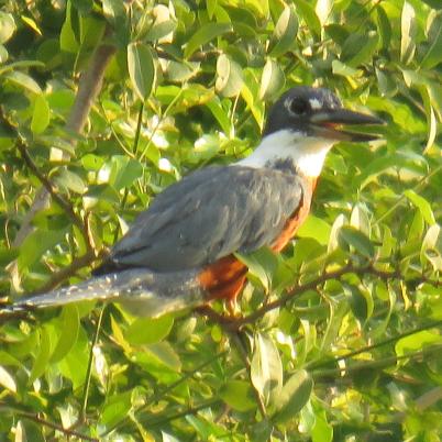 image of ringed-kingfisher-martin-pescador-gigante-megaceryle-torquata