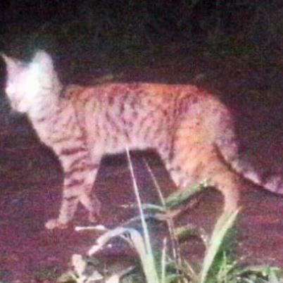 image of pampas-cat-gato-de-la-pajonal-leopardus-colocolo