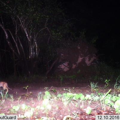 image of pampas-cat-gato-de-la-pajonal-leopardus-colocolo